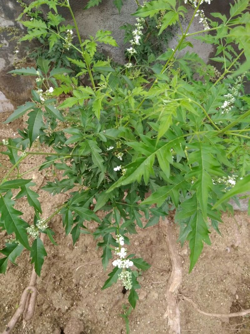 黄荊疙瘩盆景