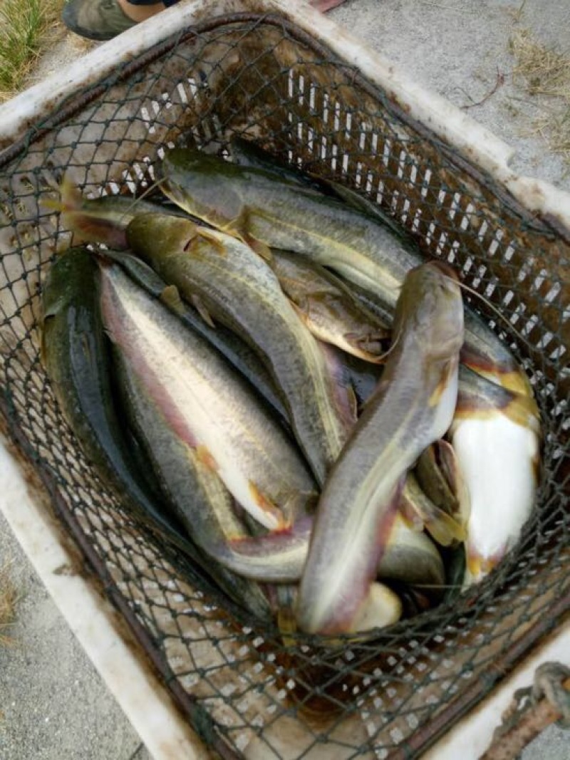 大口鲶食用