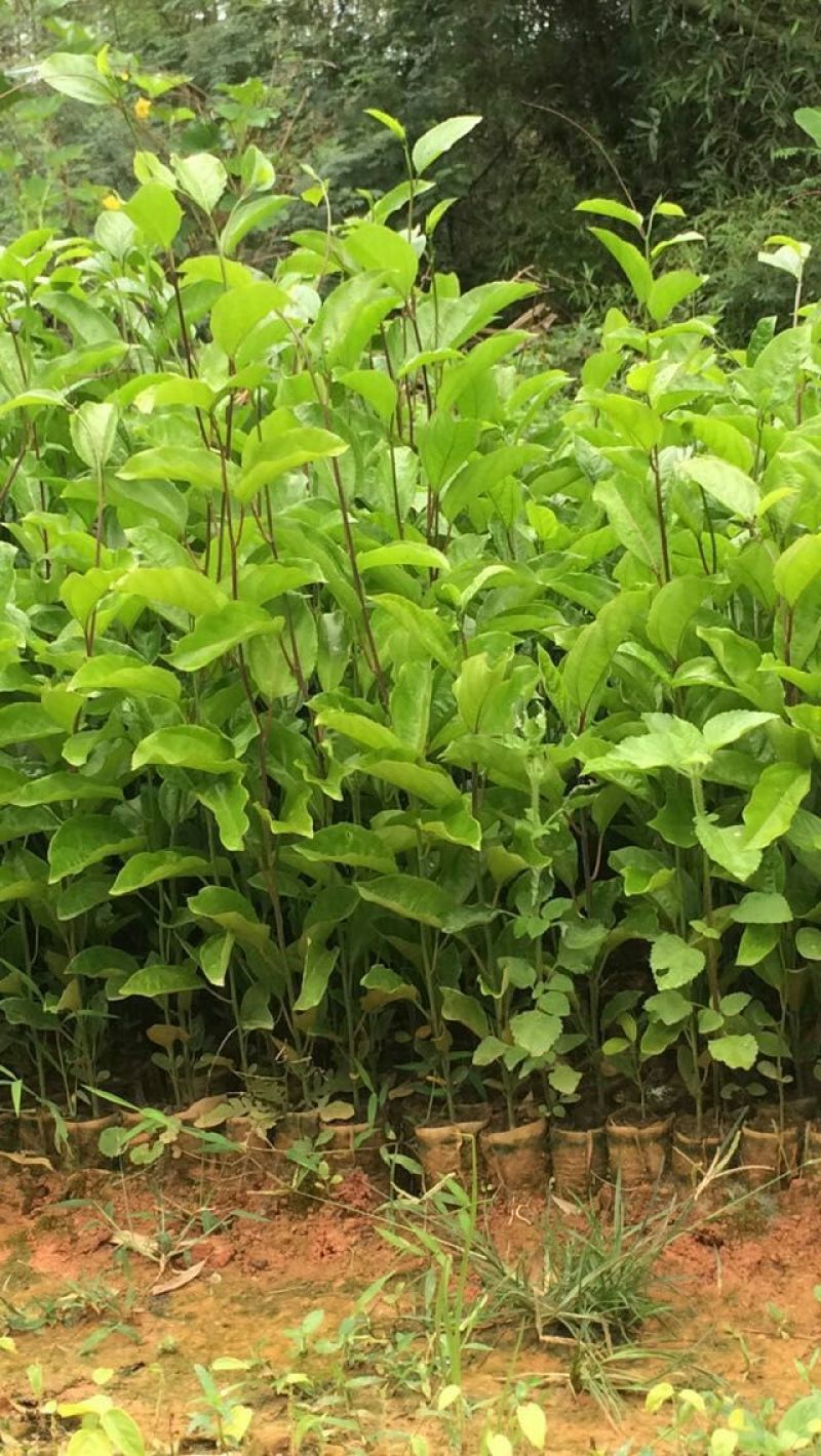 百香果苗10~20cm