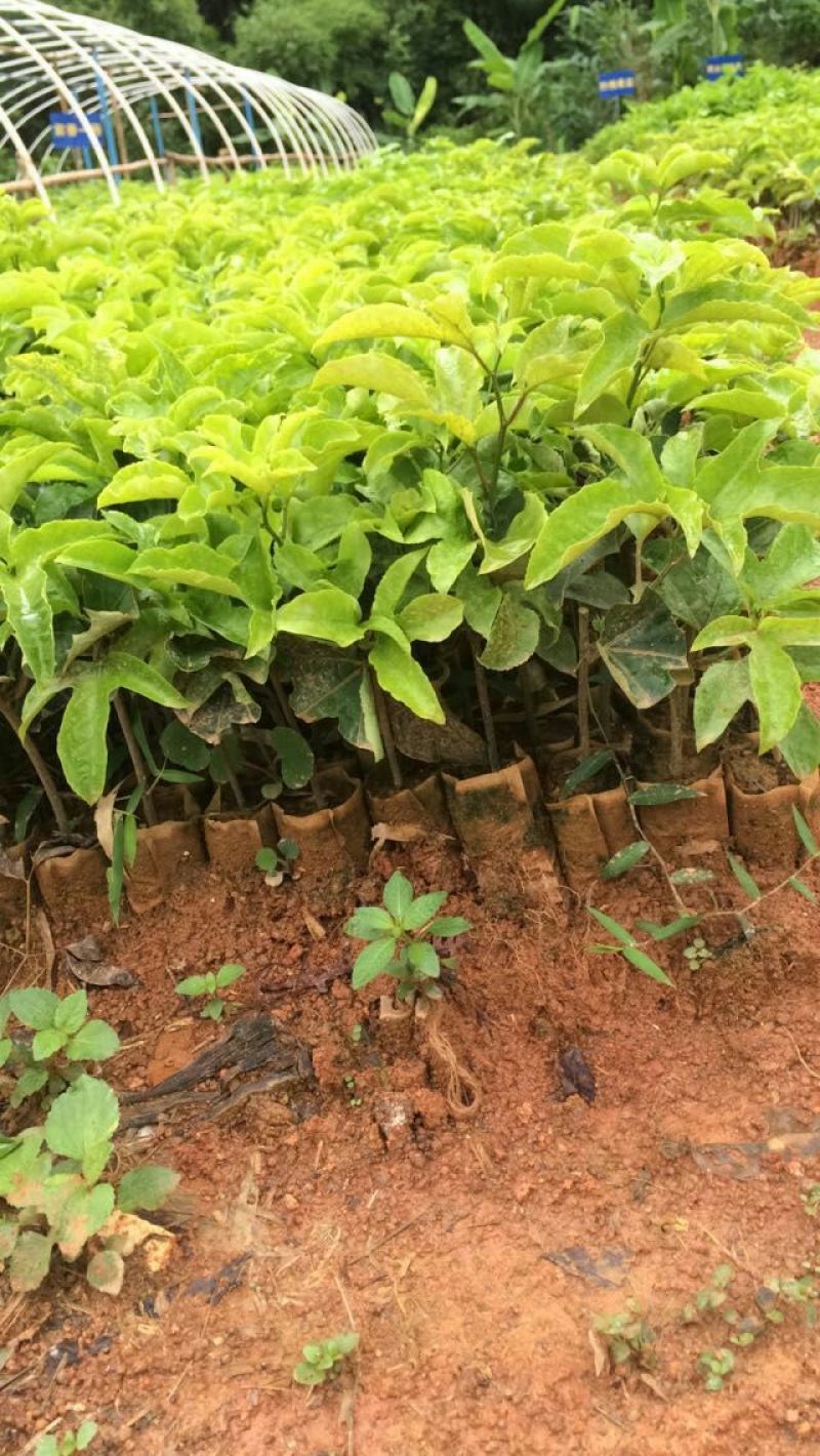 百香果苗10~20cm