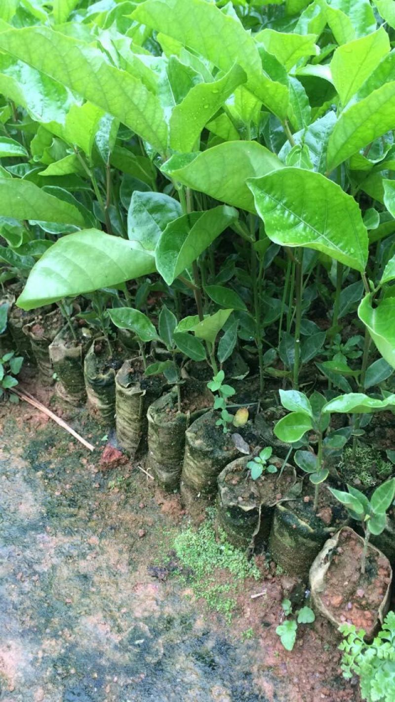 百香果苗10~20cm