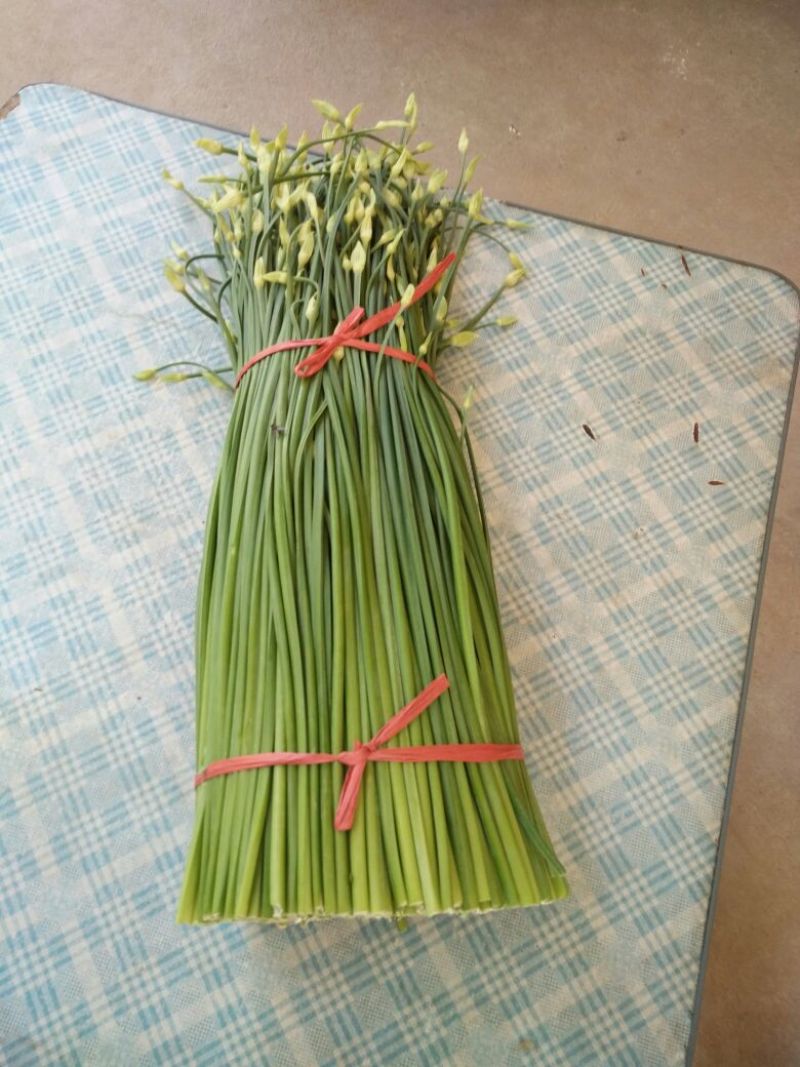 韮苔20~30cm