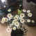 菊花茶特级