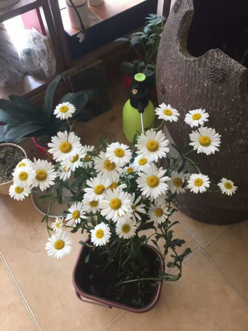 菊花茶特级