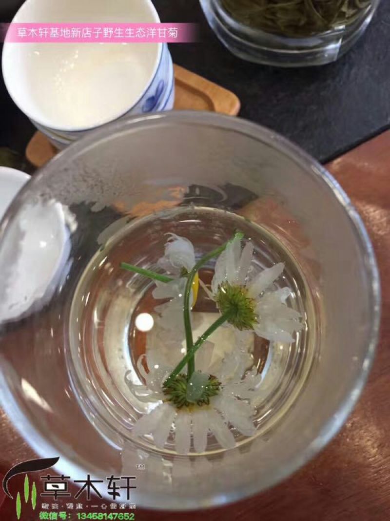 菊花茶特级