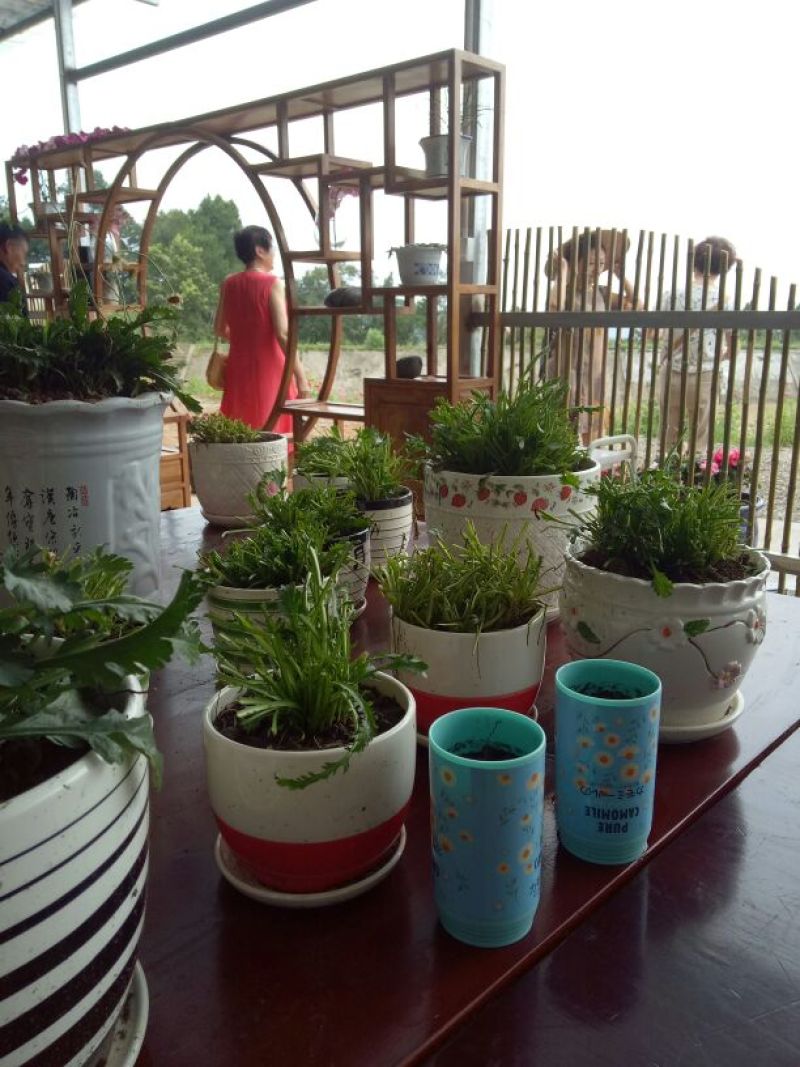 菊花茶特级