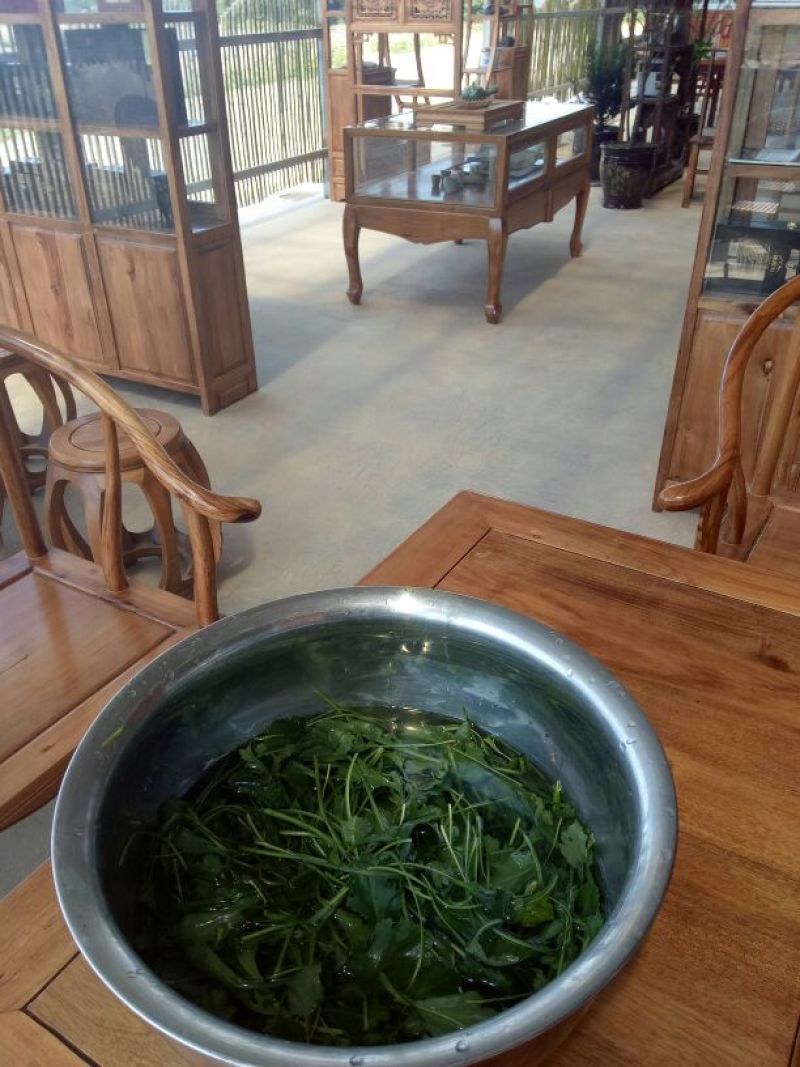 菊花茶特级