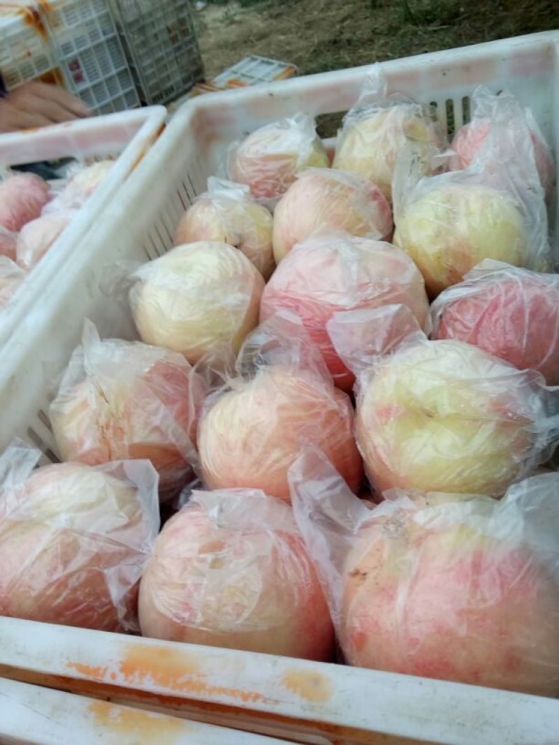 毛桃郑五，超越，富岛桃王，膜袋毛桃半斤桃，个头大，