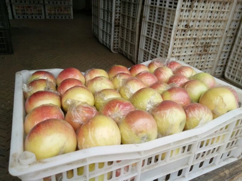 美八苹果颜色好，诚信代办