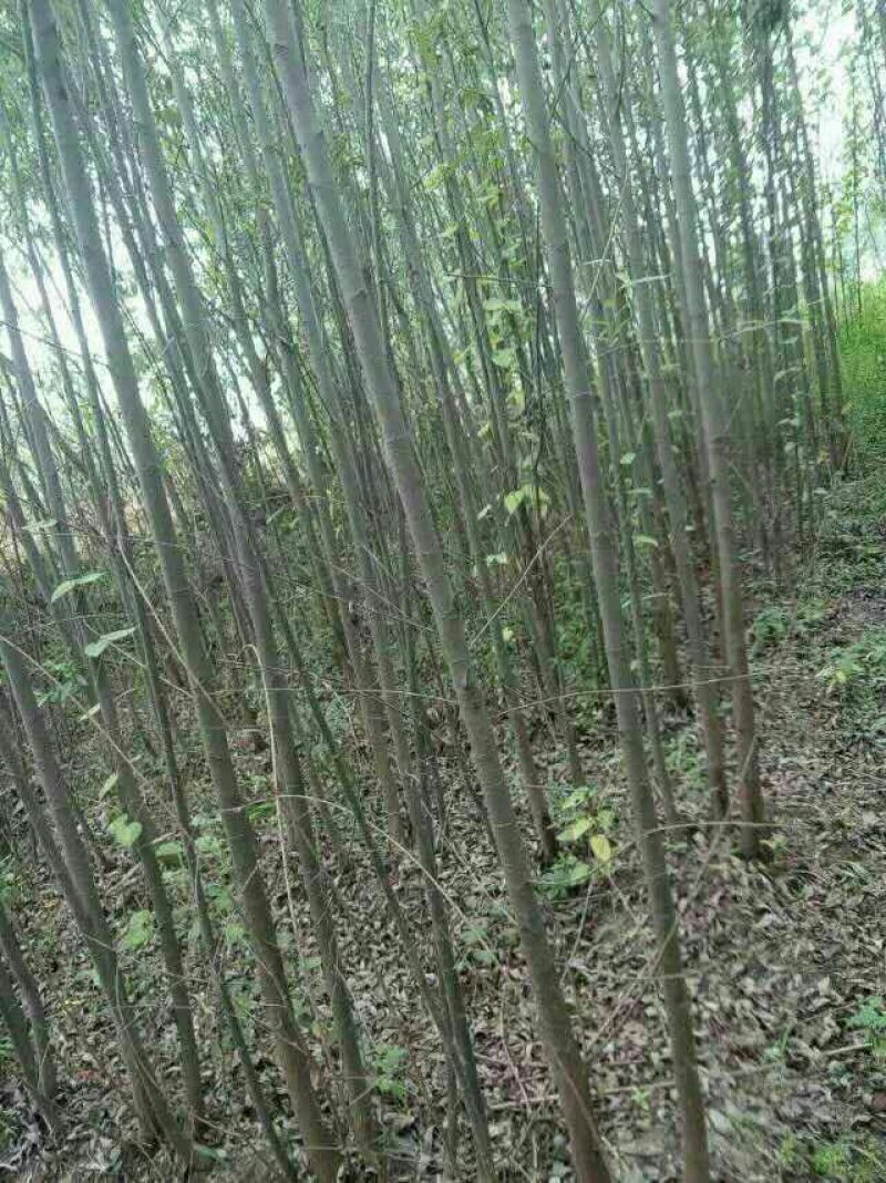 竹柳苗可视频看货选货一亩田线上交易下单购买包邮发货