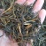 普洱茶特级