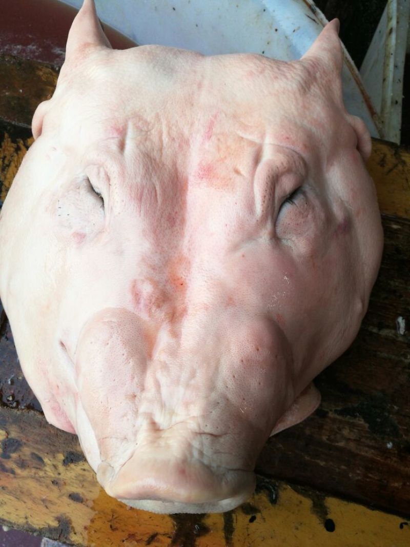 猪头肉包装