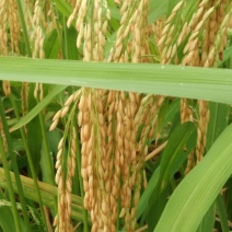 水稻