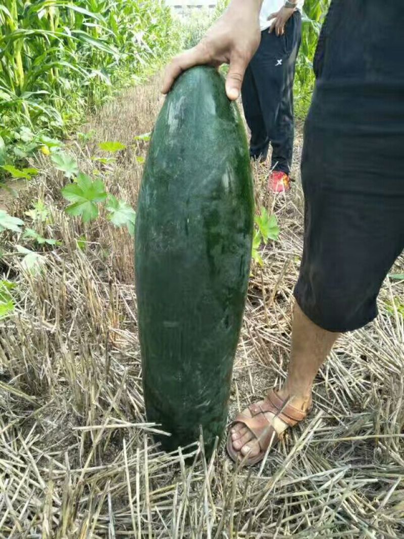 河南焦作沁阳黑皮冬瓜20斤以上地冬瓜