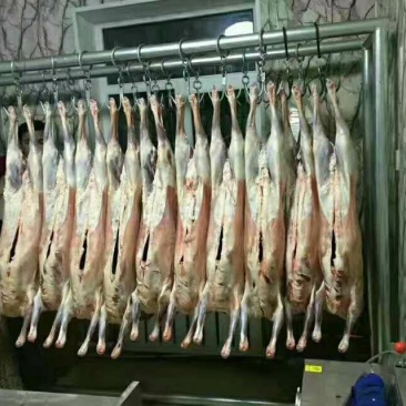 羊白条是绵羊肉