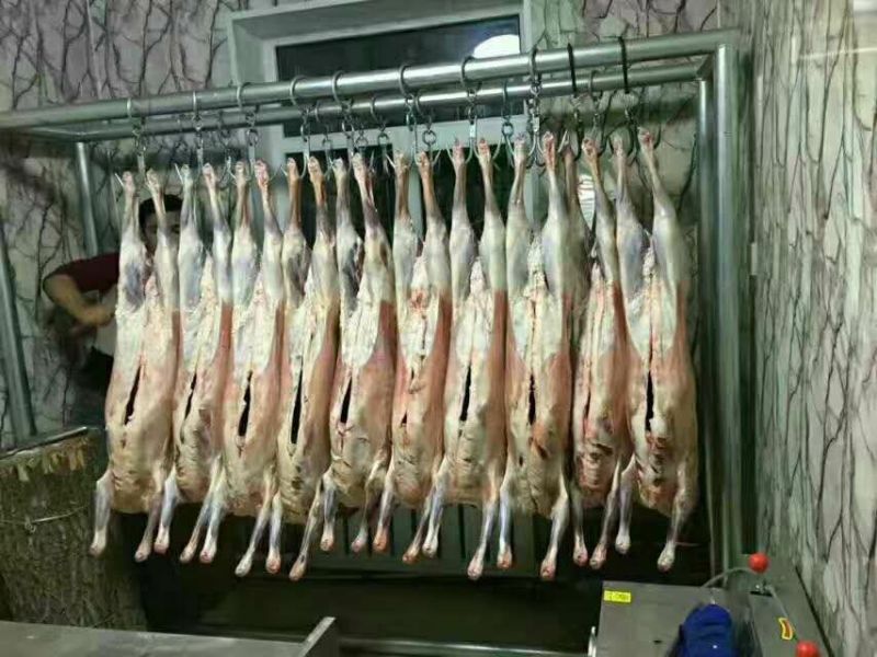 羊白条是绵羊肉