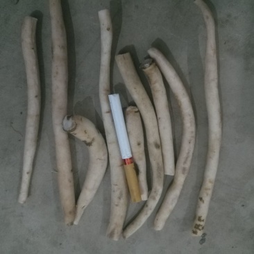 白芍小片