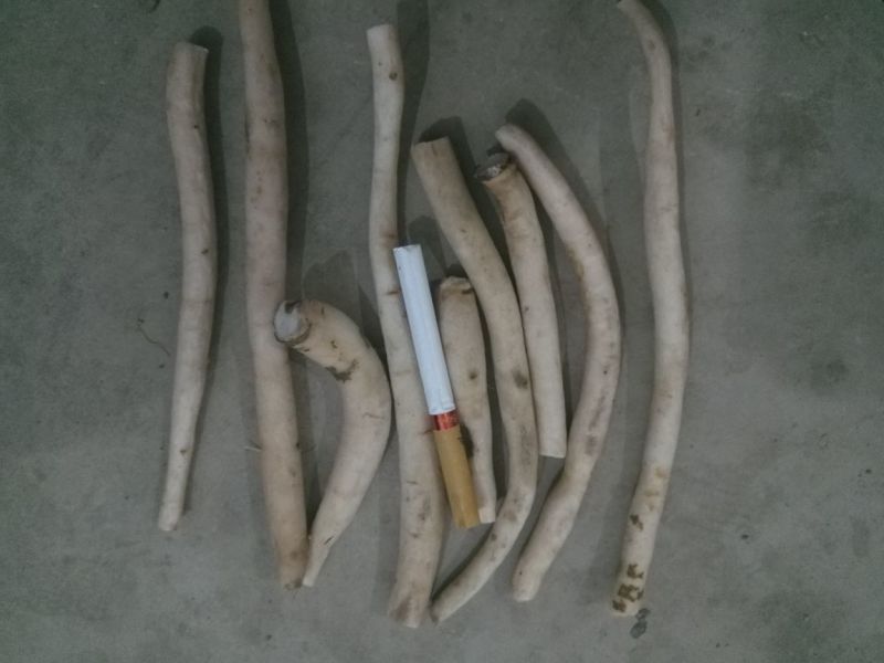 白芍小片