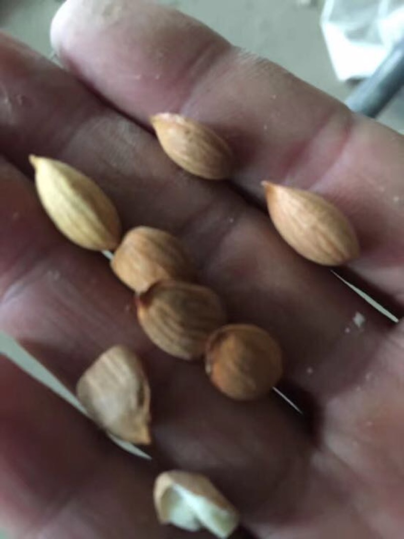 山毛桃核，门甘肃定西山毛桃核质量好，可以做种