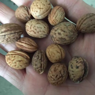 山毛桃核，门甘肃定西山毛桃核质量好，可以做种