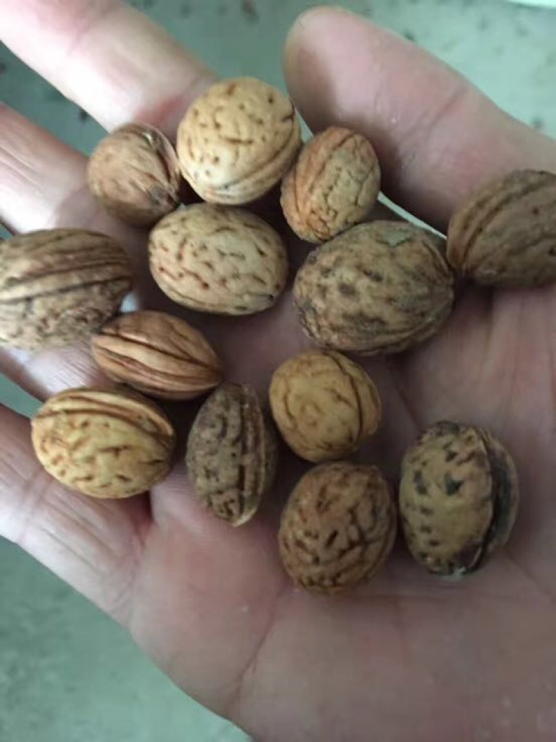 山毛桃核，门甘肃定西山毛桃核质量好，可以做种