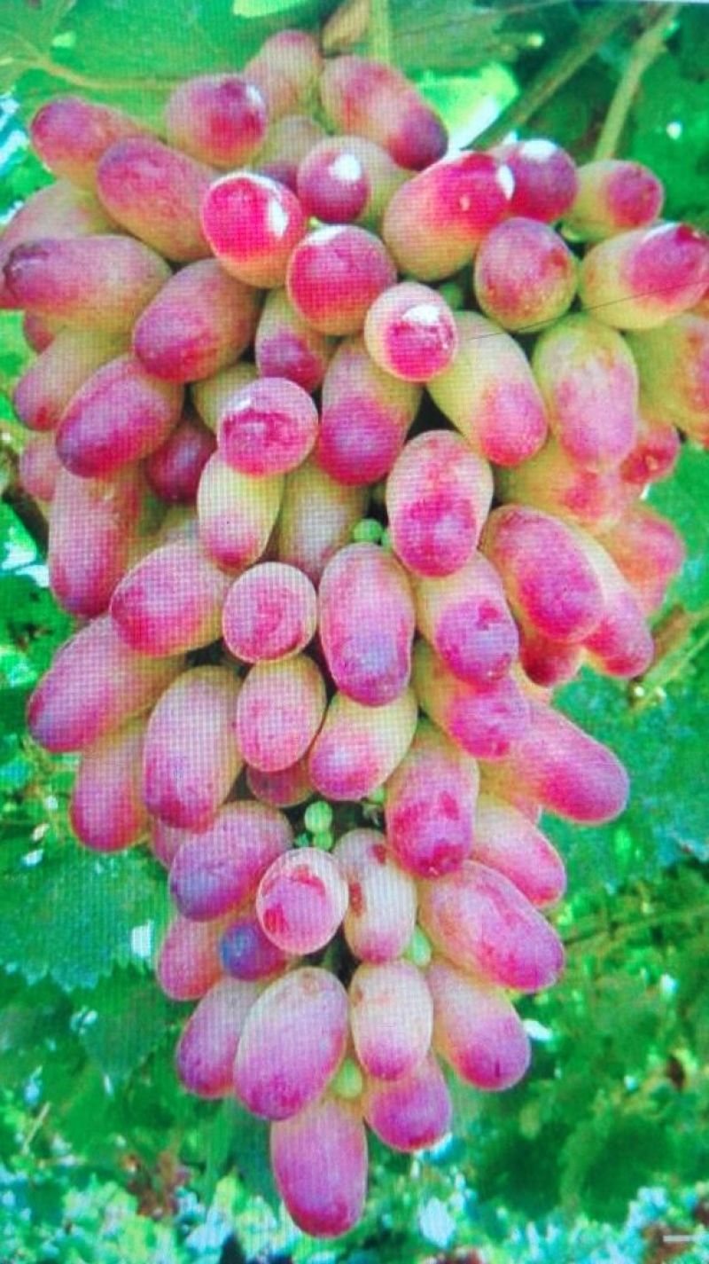 金手指葡萄苗80~110cm3年