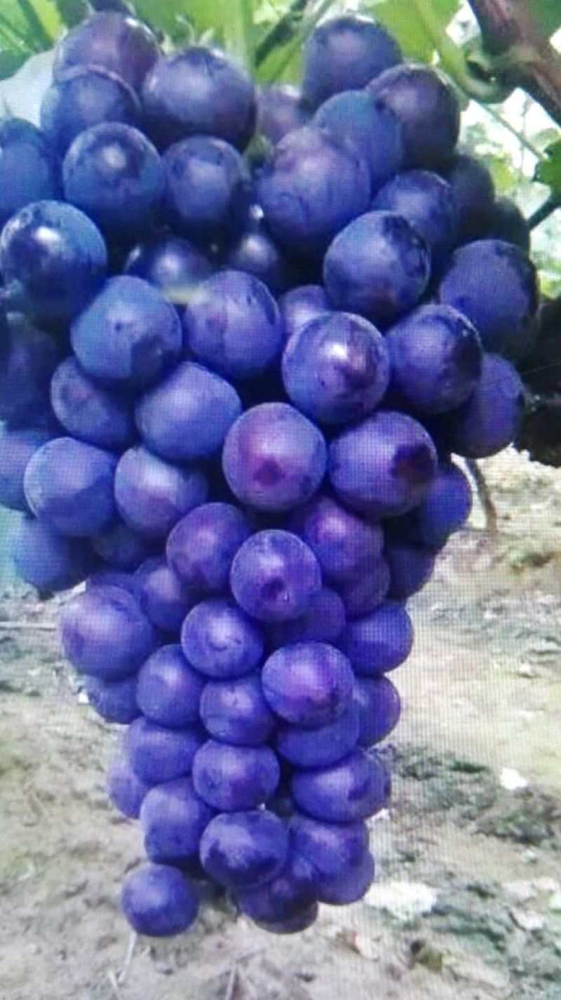 巨峰葡萄苗30~50cm2年