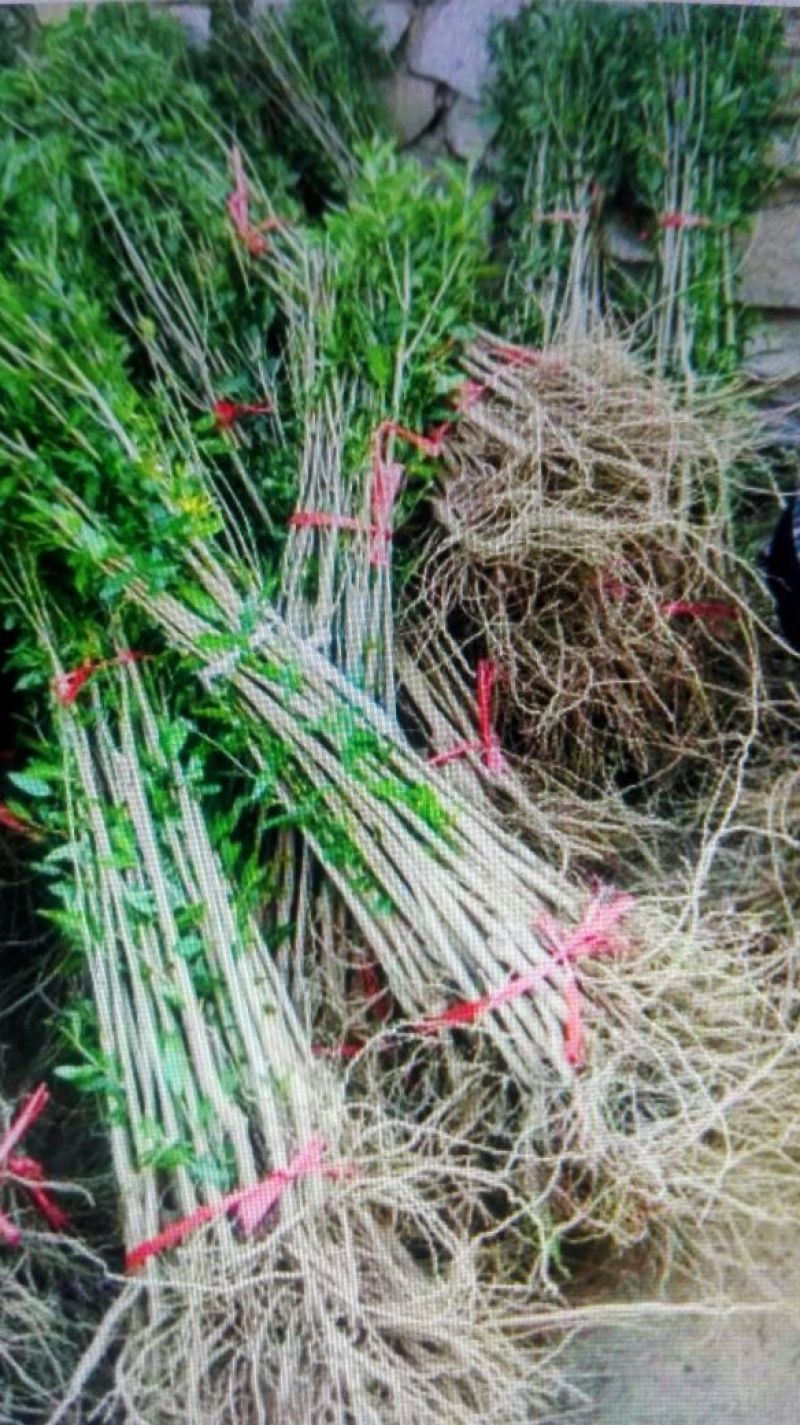红石榴苗嫁接苗70~80cm