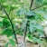 香玲核桃苗一年苗50~100cm