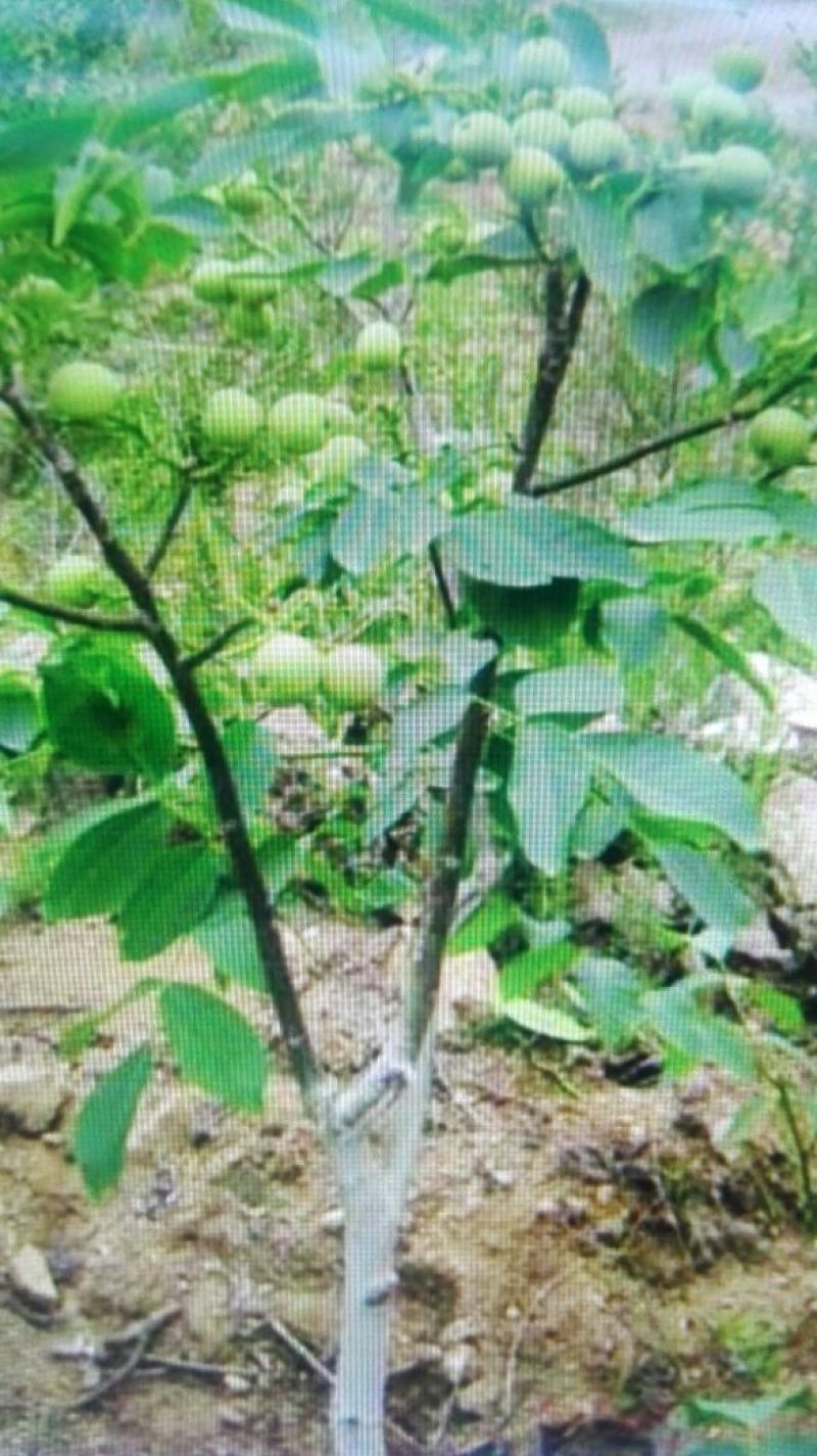 香玲核桃苗一年苗50~100cm