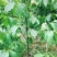 香玲核桃苗一年苗50~100cm