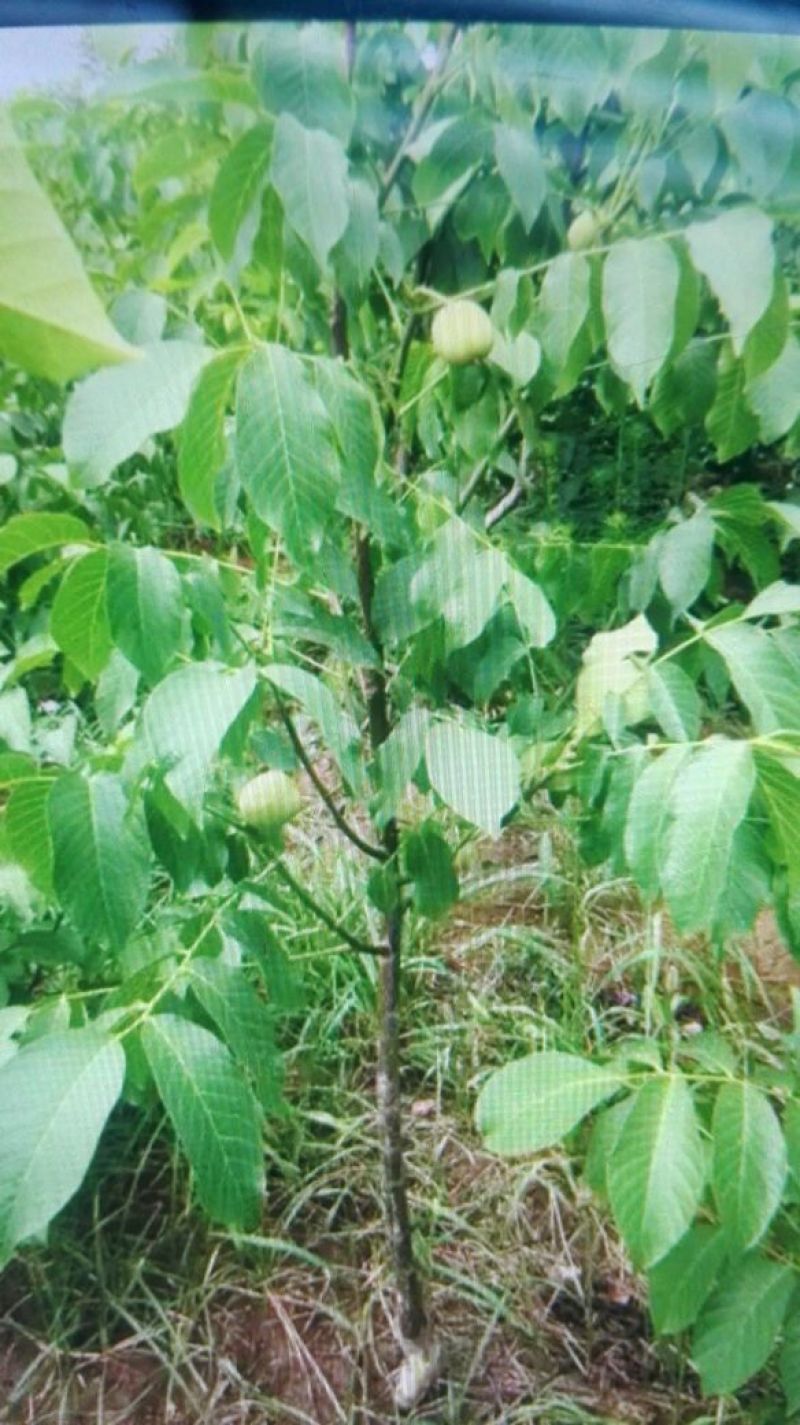 香玲核桃苗一年苗50~100cm