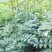 花椒苗1~2年