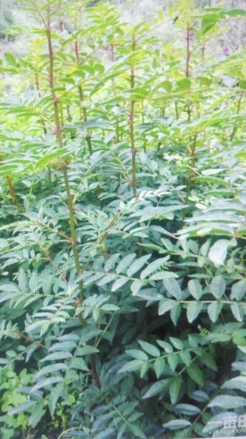 花椒苗1~2年
