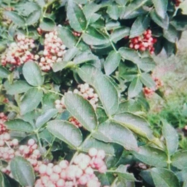 花椒苗1~2年
