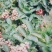 花椒苗1~2年