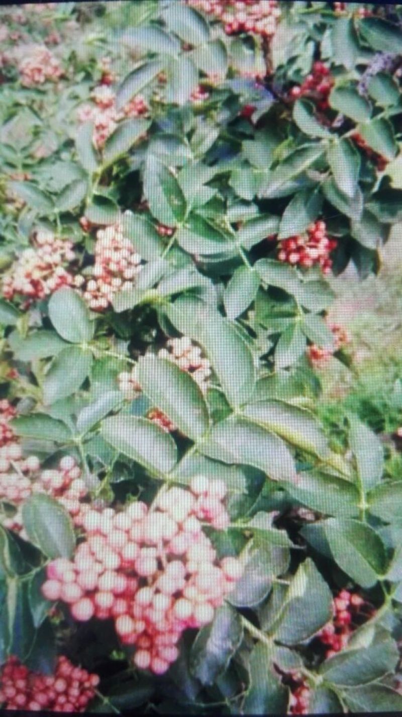花椒苗1~2年