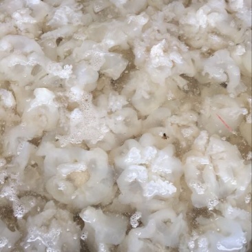 海蜇食用鲜活