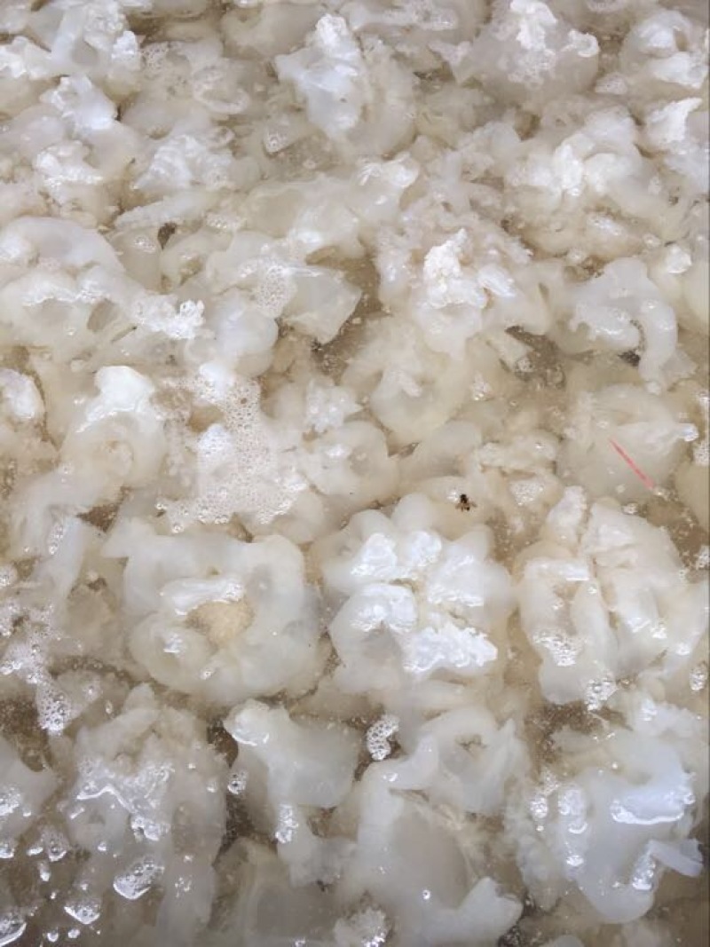 海蜇食用鲜活