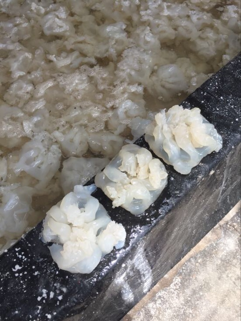 海蜇食用鲜活