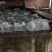 海蜇食用鲜活