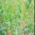 春蜜桃树苗70~80cm
