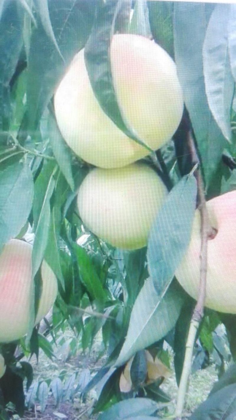 春蜜桃树苗70~80cm