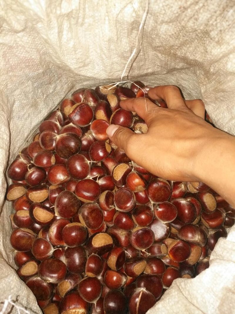 板栗炒栗种中栗现货