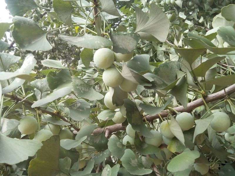 红星苹果红香蕉分级统货