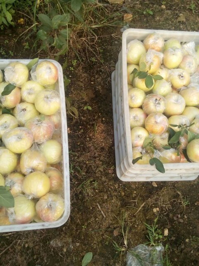 红星苹果红香蕉分级统货