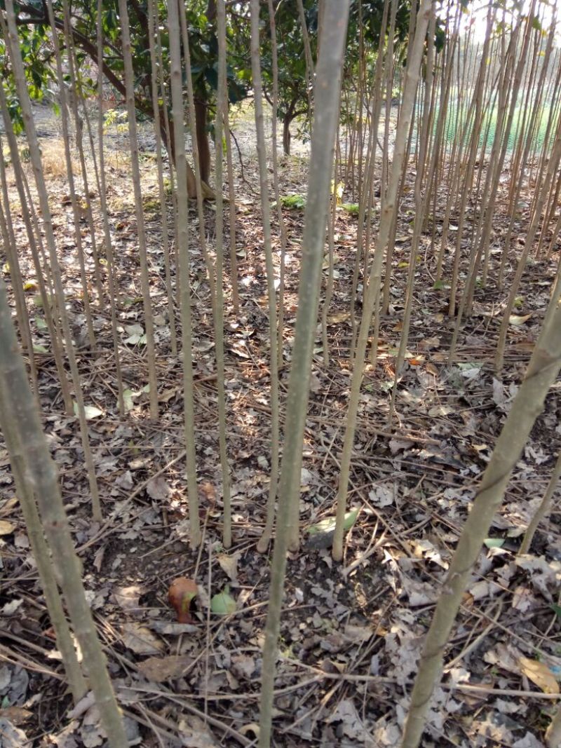 大叶女贞4cm以下