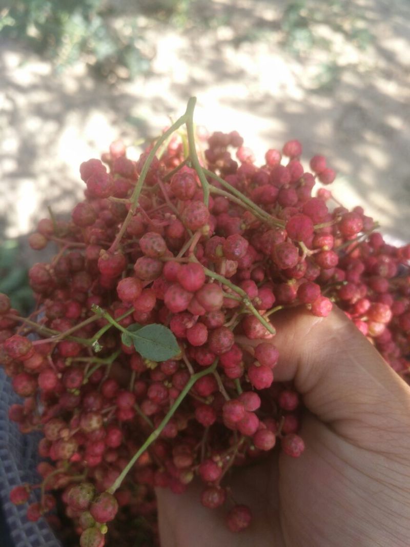 大红袍花椒一级干