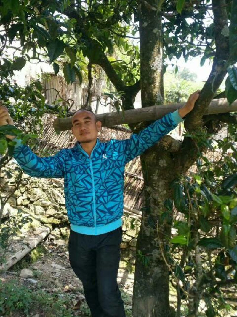 古树普洱茶一级