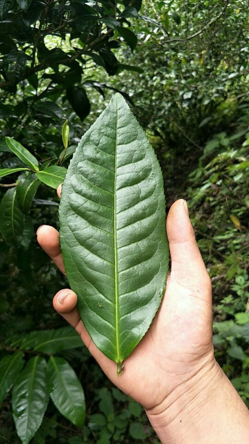 古树普洱茶一级
